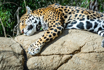Fototapeta na wymiar Jaguar as zoological specimen found in Birmingham Alabama.