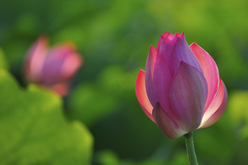 lotus flowers