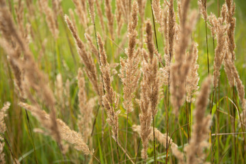 Idyllic summer morning on the field