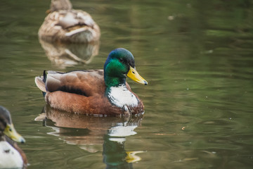 Obraz premium A picture of a male mallard hybrid swimming in the pond. Victoria BC Canada