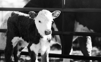 Hereford calf close up on cow farm in black and white.