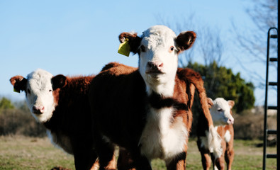 Hereford calves close up on beef cow farm.