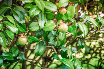small green tomatoes growing on the branches of a tree