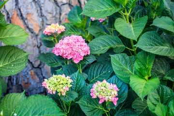 several hydrangea flowers blooming next to a tree in spring