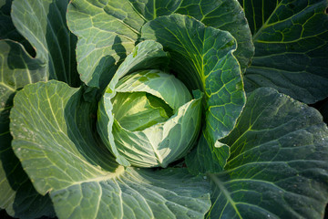 Fototapeta premium Top View of Fresh Green Cabbage or headed Cabbage grow in the garden at Savar, Dhaka, Bangladesh.