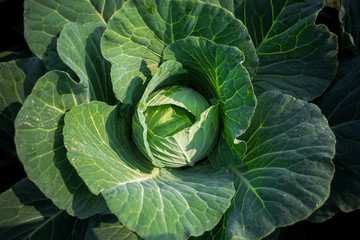 Fototapeta premium Top View of Fresh Green Cabbage or headed Cabbage grow in the garden at Savar, Dhaka, Bangladesh.