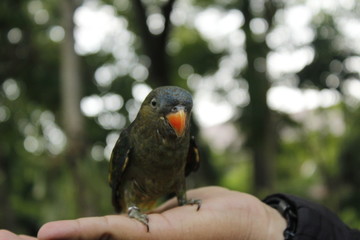 Release of Birds in Conservation Areas