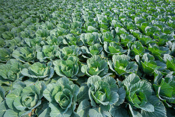 Green Cabbage crop growing at vegetable field near of Savar, Dhaka, Bangladesh.