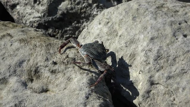 Striped shore crab hides behind the stone, close up video on sunny day, sea coast in South Asia, Bali Indonesia