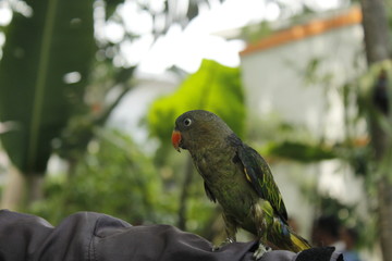 Release of Birds in Conservation Areas