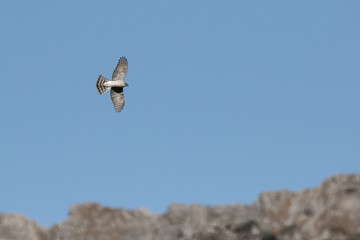 raptor in the mountain
