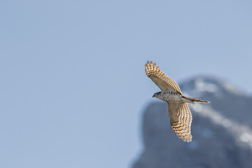 raptor in the mountain