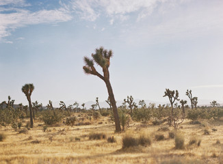 Joshua Tree National Park at Sunset
