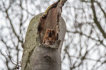 owl in tree