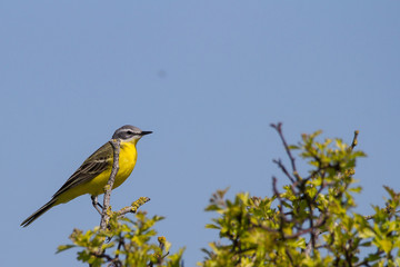 yellow bird on tree