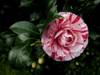 bellissima camelia fiorita screziata di rosa e bianco