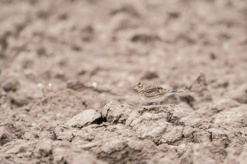 Hide and Seek bird