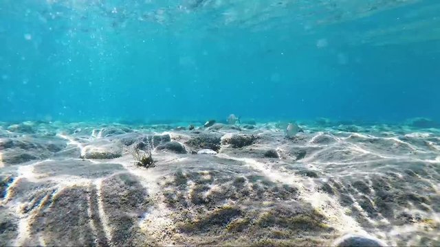 Nurkowanie z kamerą pod wodą w poszukiwaniu ryb na dnie morza Egejskiego u wybrzeży wyspy Kos w Grecji