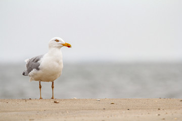 gull