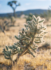Joshua Tree National Park at Sunset