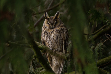 forest owl