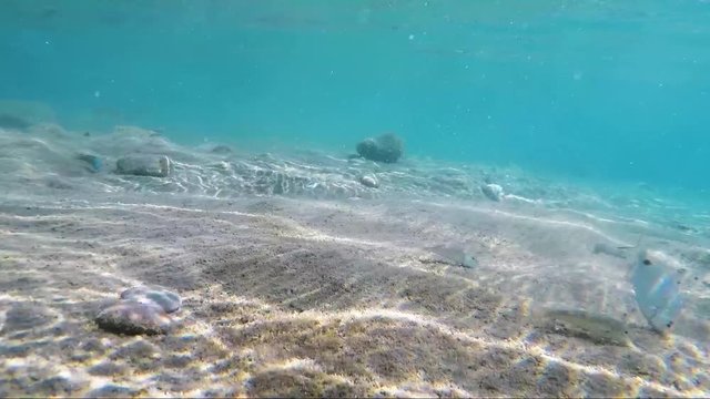 Nurkowanie z kamerą pod wodą w poszukiwaniu ryb na dnie morza Egejskiego u wybrzeży wyspy Kos w Grecji