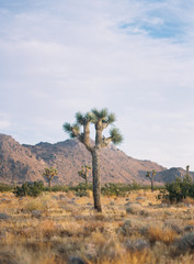 Joshua Tree National Park at Sunset