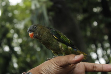 Release of Birds in Conservation Areas