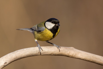 Great tit (Parus major) common garden bird close up, black yellow and white bird perching on the branch with blurry background