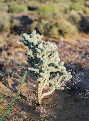 Joshua Tree National Park at Sunset