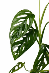 Leaf of tropical 'Monstera Adansonii' or Swiss cheese vine house plant isolated on white background