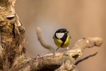 Great tit (Parus major) common garden bird close up, black yellow and white bird perching on the...