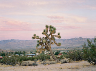 Joshua Tree National Park at Sunset