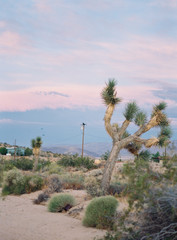 Joshua Tree National Park at Sunset