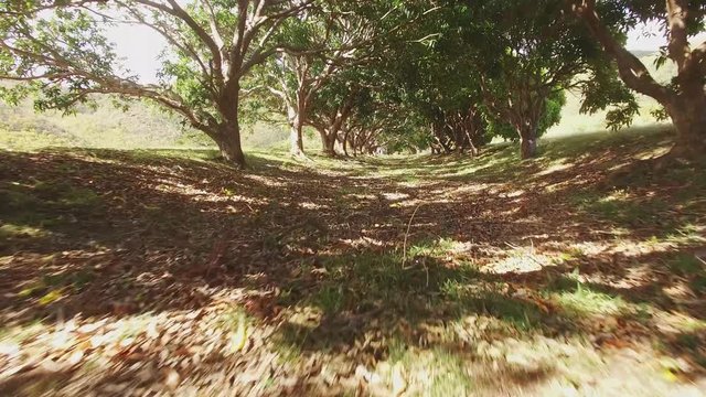 Amazing drone shot flying under an endless line of mango trees