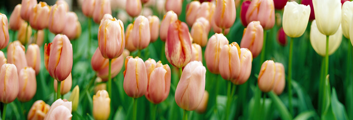 Tulip