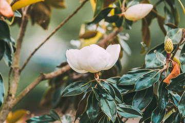 Magnolia Blossom