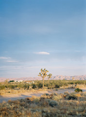 Joshua Tree National Park at Sunset