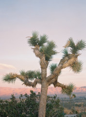 Joshua Tree National Park at Sunset
