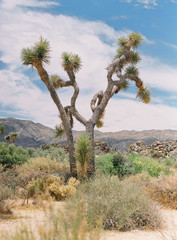 Joshua Tree National Park Desert Landscape