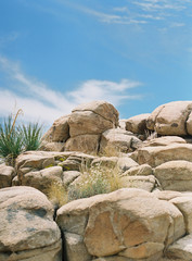 Joshua Tree National Park Desert Landscape