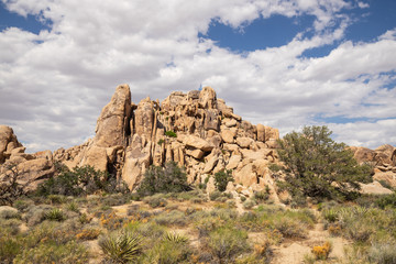 Joshua-Tree-Nationalpark