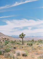 Joshua Tree National Park Desert Landscape