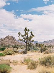 Joshua Tree National Park Desert Landscape