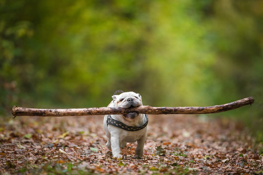 Silly English bulldog with a massive stick in his mouth