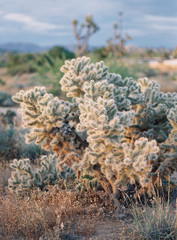 Desert Plants