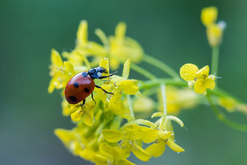 ladybug