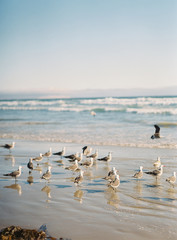 San Luis Obispo Seashore