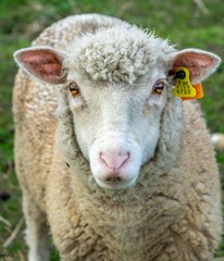 portrait of a sheep