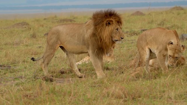 Pride Of Lions Resting In The African Savannah - medium shot